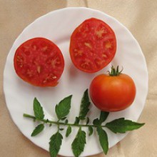 Редкие сорта томатов Монгольский карлик'