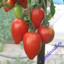 Редкие сорта томатов Минусинские стаканы красные