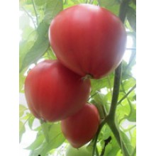 Редкие сорта томатов Анна Рашен 