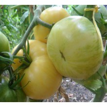 Редкие сорта томатов Белый мохнатый кабан 