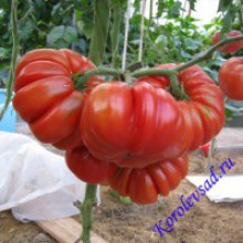 Редкие сорта томатов Грибное лукошко 