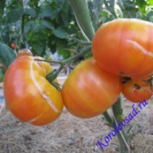 Редкие сорта томатов Желтый полосатый кабан 
