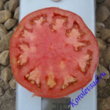 Редкие сорта томатов Казанский 