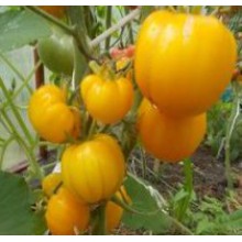 Редкие сорта томатов Казахстанский желтый