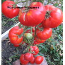 Редкие сорта томатов Колхозная Королева