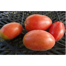 Редкие сорта томатов Мохнатый шмель 