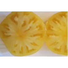 Редкие сорта томатов Чисто-желтый Кейси