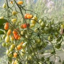 Редкие сорта томатов Черри Рим