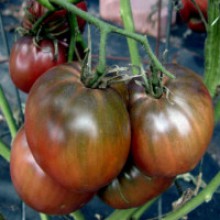 Редкие сорта томатов Черный Русский