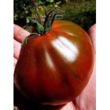 Редкие сорта томатов Черный Трюфель