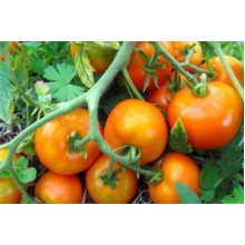 Редкие сорта томатов Томанде