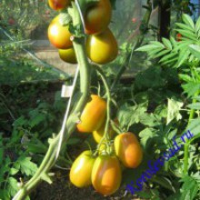 Редкие сорта томатов Пастельные рукава
