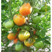 Редкие сорта томатов Перуанский мешочек