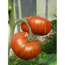 Редкие сорта томатов Полосатый шоколад