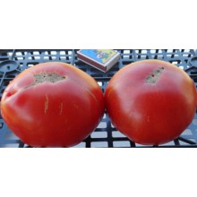 Редкие сорта томатов Реликвия от монахов 