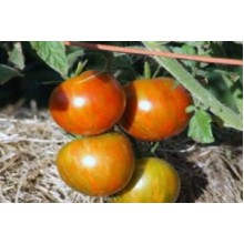 Редкие сорта томатов Остров Гернси