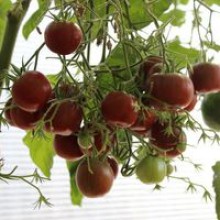 Редкие сорта томатов Псамафа