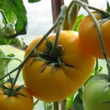 Редкие сорта томатов Алтайский желтый