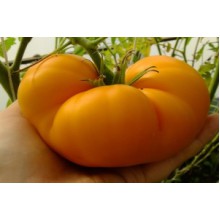 Редкие сорта томатов Граф Орлов