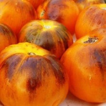 Редкие сорта томатов Изначальный цвет 