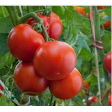 Редкие сорта томатов Клуша