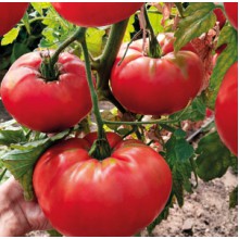 Редкие сорта томатов Могучее Вымя