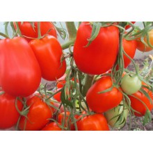 Редкие сорта томатов Cибирский Карлик