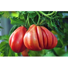  Редкие сорта томатов «Тлаколула де матаморос»