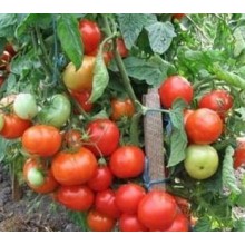 Редкие сорта томатов Турбореактивный