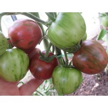 Редкие сорта томатов Фиолетовый Джаспер (Фиолетовая Яшма)