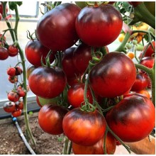 Редкие сорта томатов Черная Магия