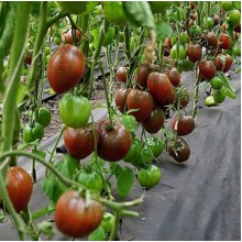 Редкие сорта томатов Черное Сердце Америки