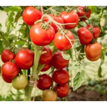 Редкие сорта томатов 33 Поросенка