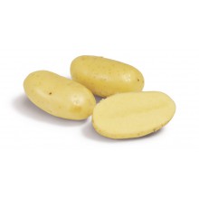 Картофель семенной Челенджер    
