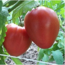 Редкие сорта томатов Лентяйка