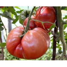 Редкие сорта томатов  ХЛЕБОСОЛЬНЫЙ