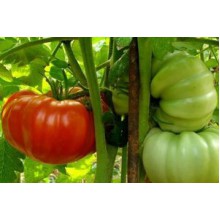Редкие сорта томатов Бабушкин секрет