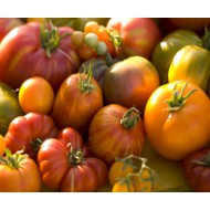 Редкие коллекционные сорта томатов