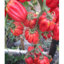 Редкие сорта томатов Этуаль