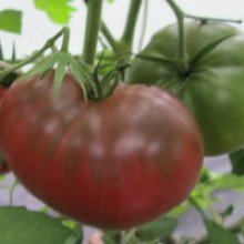 Редкие сорта томатов Первый помошник