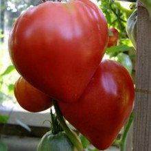 Редкие сорта томатов Минусинское Воловье Сердце