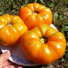 Редкие сорта томатов КВХ