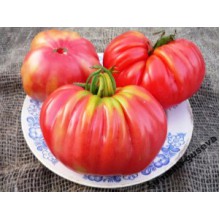 Редкие сорта томатов Аккордион Розовый