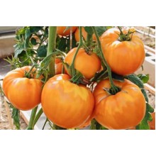 Редкие сорта томатов Амана Оранж