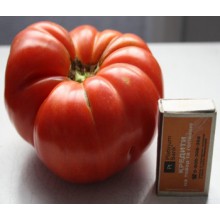 Редкие сорта томатов Азорский Красный Невеса