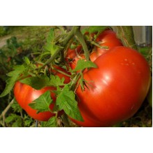 Редкие сорта томатов Бифштекс
