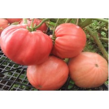 Редкие сорта томатов Болгарская Хала