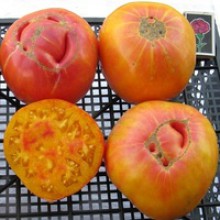 Редкие сорта томатов Вифлиемский Огонь