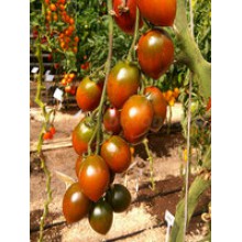 Редкие сорта томатов Гранатовая Капля