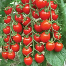 Редкие сорта томатов Дачное Лакомство